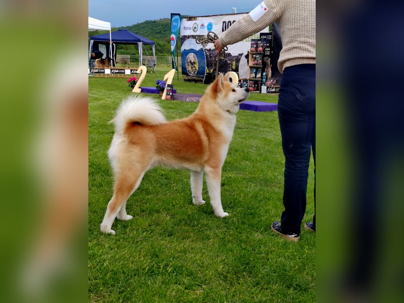 Akita Inu Welpen aus FCI-Zucht – Champion-Blutlinie – HD-A Eltern