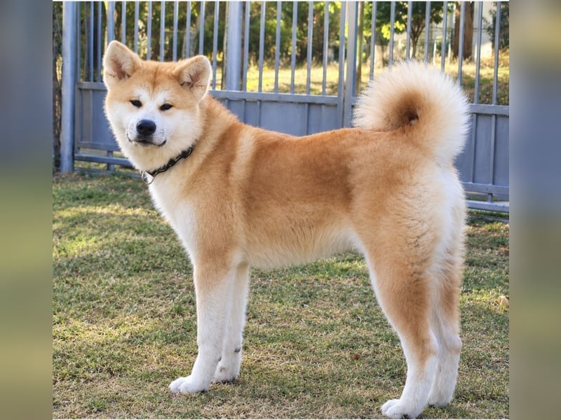 Akita Inu FCI-Zucht – Champion-Blutlinie – HD-A Eltern