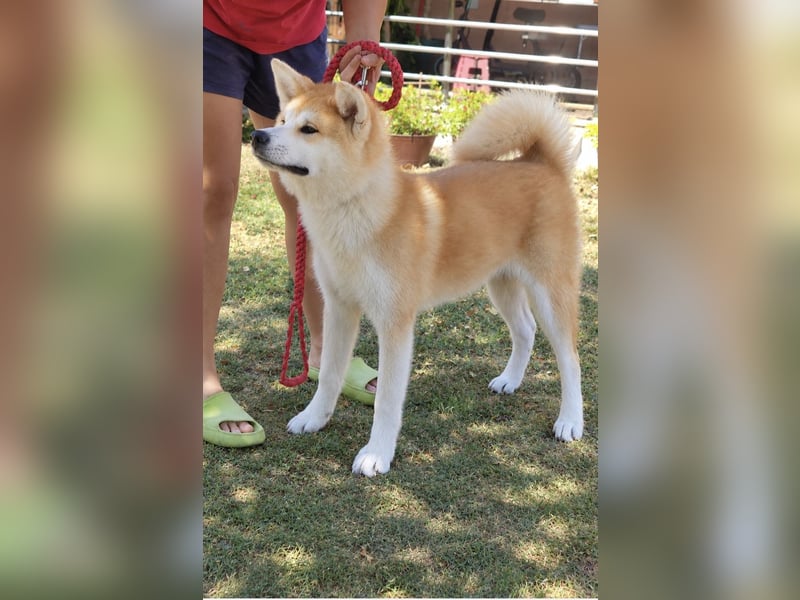 Akita Inu FCI-Zucht – Champion-Blutlinie – HD-A Eltern