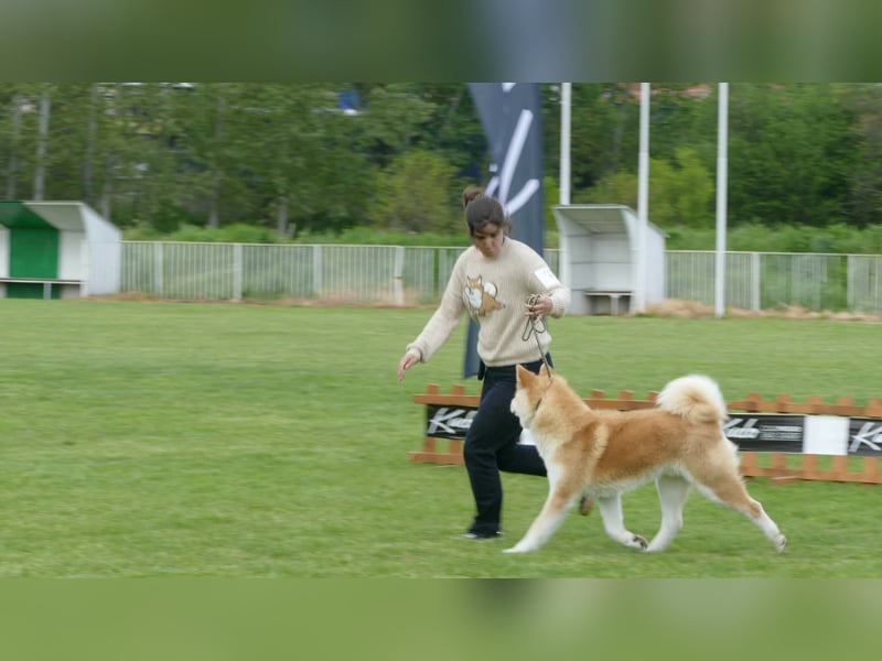 Akita Inu Welpen aus Championlinien – FCI, top Qualität, reservierbar