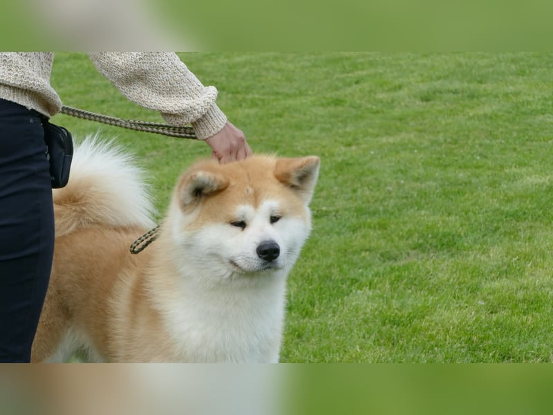 Akita Inu Welpen aus FCI-Zucht – Champion-Blutlinie – HD-A Eltern
