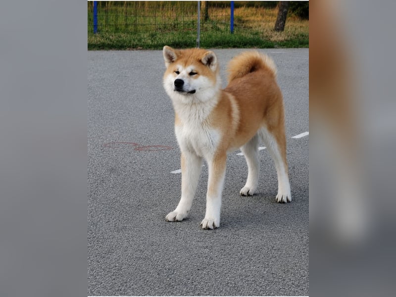 Akita Inu Welpen aus FCI-Zucht – Champion-Blutlinie – HD-A Eltern