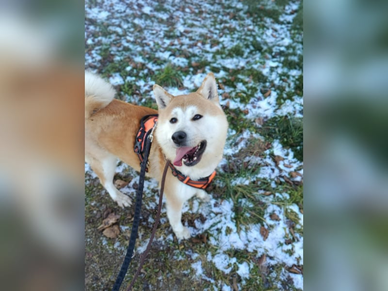 Ray sucht ein neues Zuhause