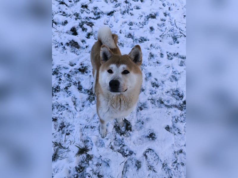 Ray sucht ein neues Zuhause