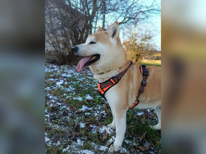 Ray sucht ein neues Zuhause