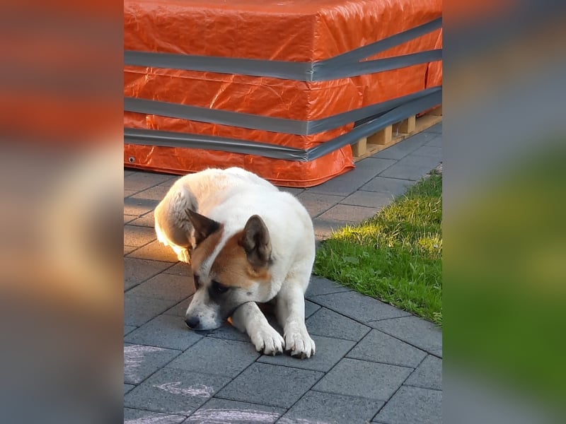 Akita Inu weiblich ( ausgewachsen)