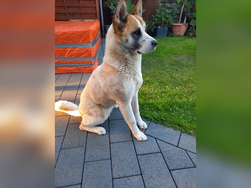 Akita Inu weiblich ( ausgewachsen)