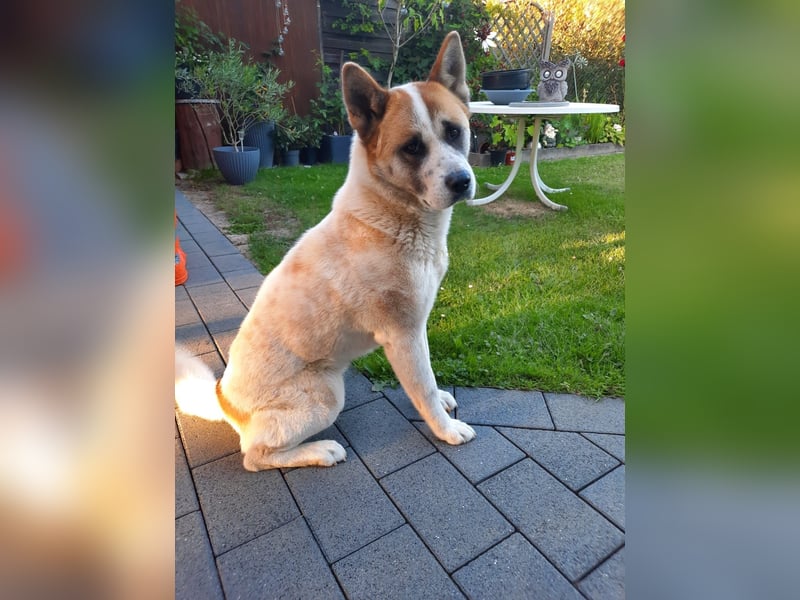 Akita Inu weiblich ( ausgewachsen)