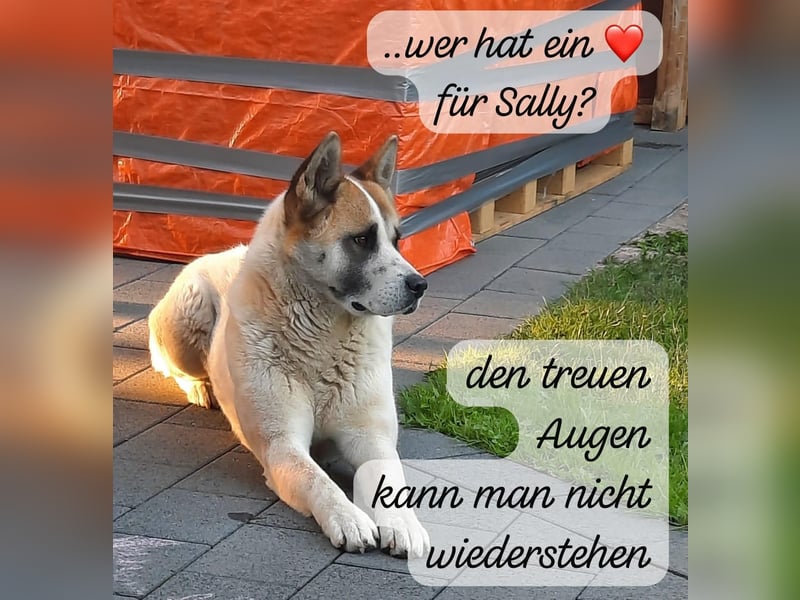 Akita Inu weiblich ( ausgewachsen)