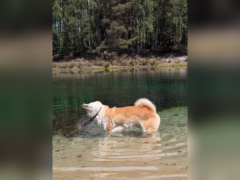 Wundervoller Akita Rüde