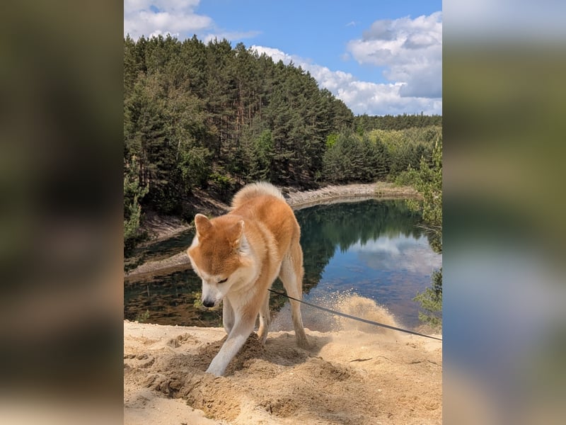 Wundervoller Akita Rüde