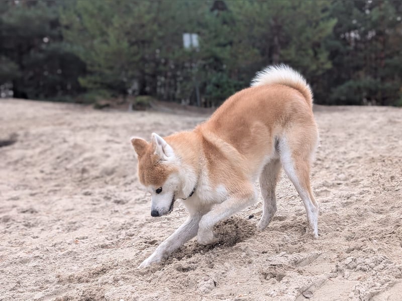 Wundervoller Akita Rüde