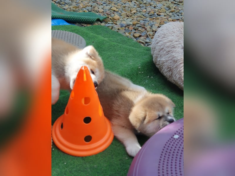 Wunderschöne Akita Welpen