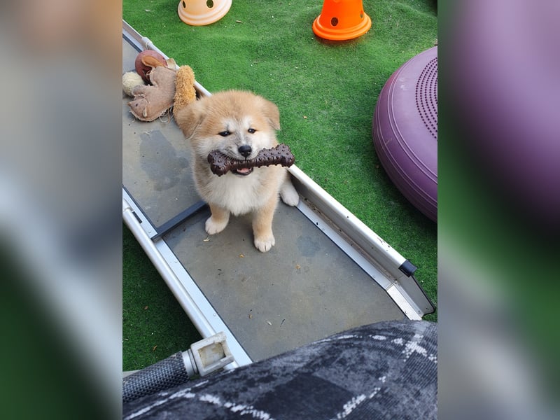 Wunderschöne Akita Welpen