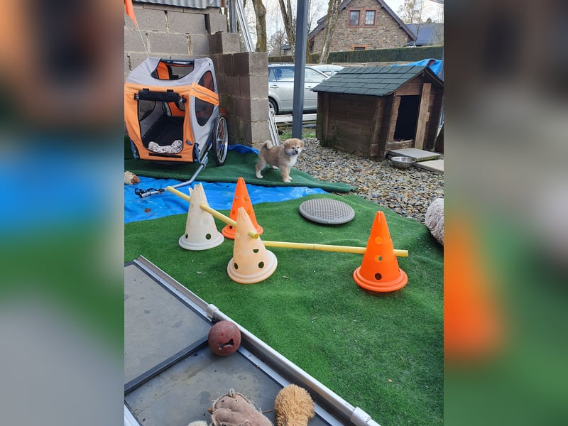 Wunderschöne Akita Welpen