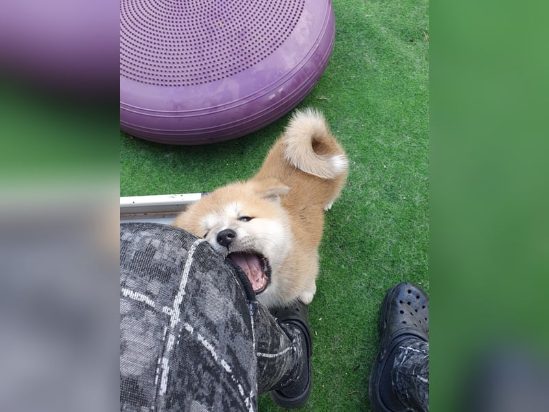 Wunderschöne Akita Welpen