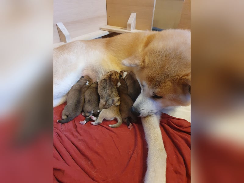 Wunderschöne Akita Welpen