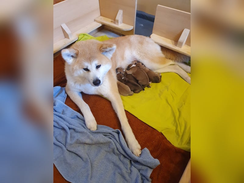 Wunderschöne Akita Welpen