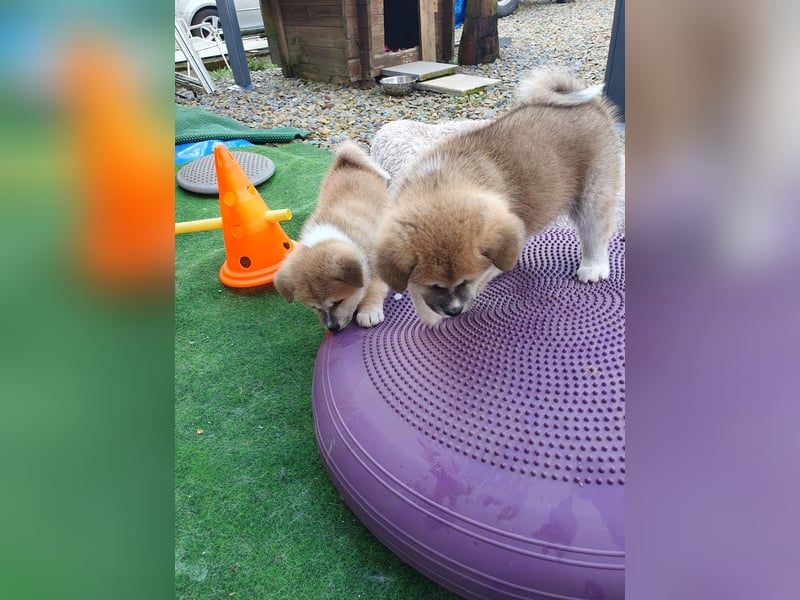 Wunderschöne Akita Welpen