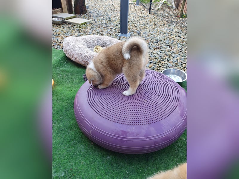 Wunderschöne Akita Welpen