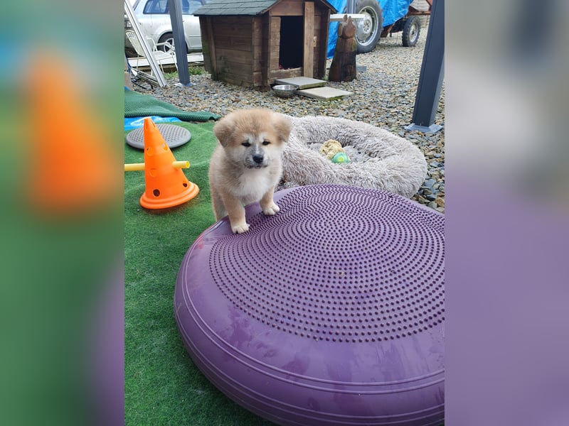 Wunderschöne Akita Welpen