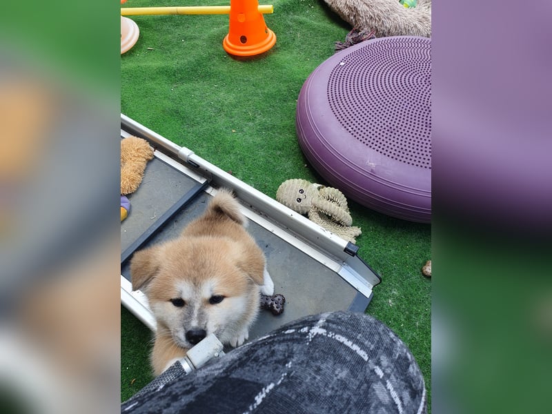 Wunderschöne Akita Welpen