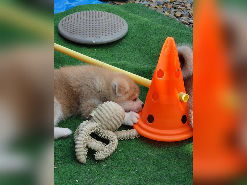Wunderschöne Akita Welpen