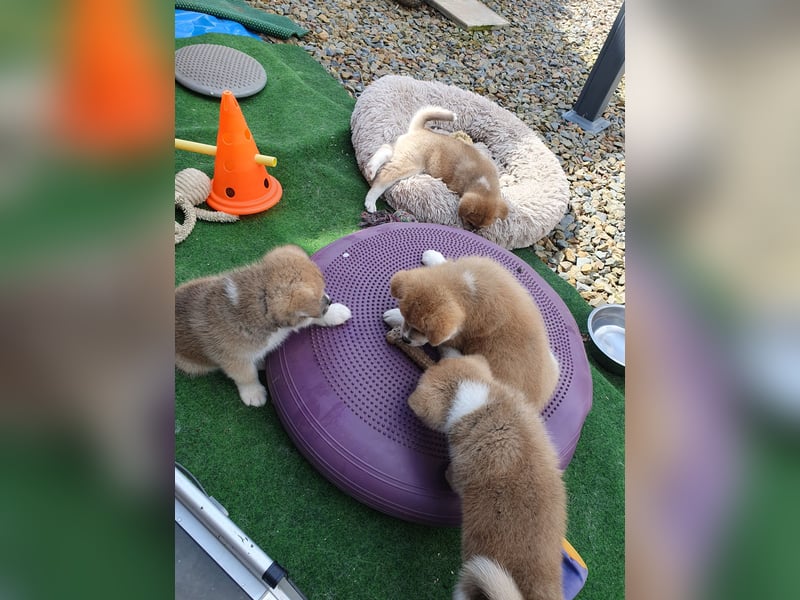 Wunderschöne Akita Welpen