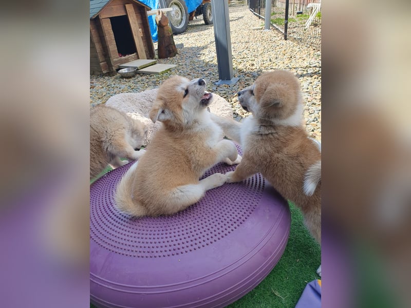 Wunderschöne Akita Welpen