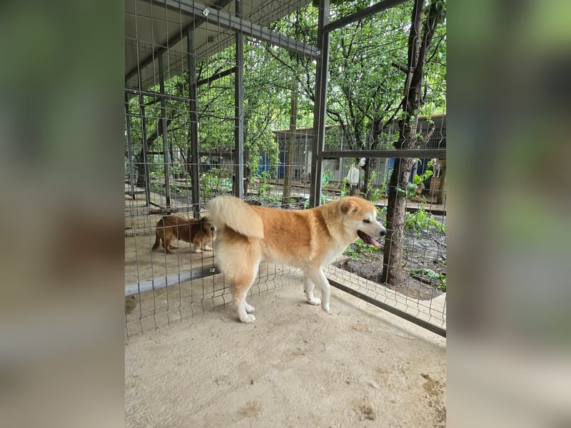 Akemi