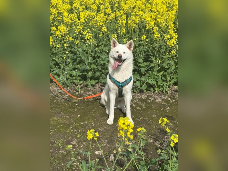 Akita inu Hündin 2 Jahre