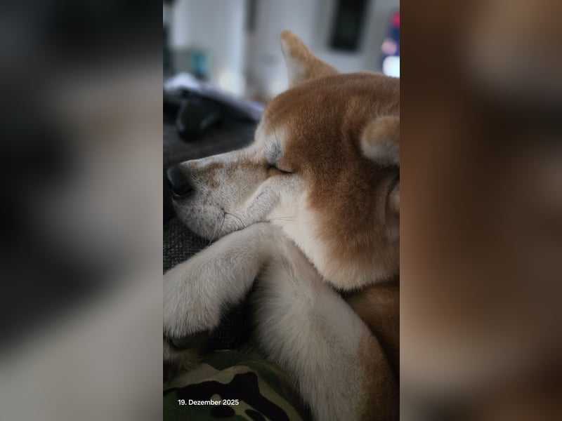 Akita Inu Rüde 2 Jahre jung