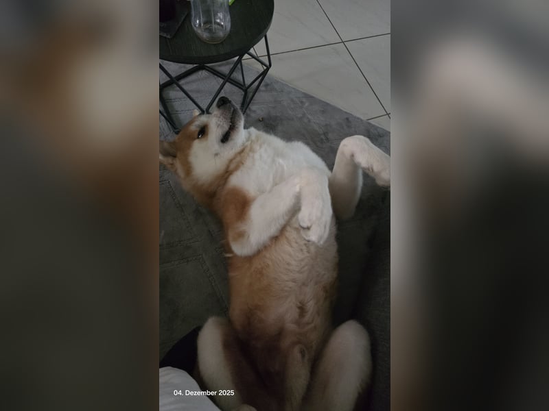 Akita Inu Rüde 2 Jahre jung