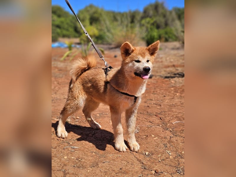 Akita Inu männlich und weiblich