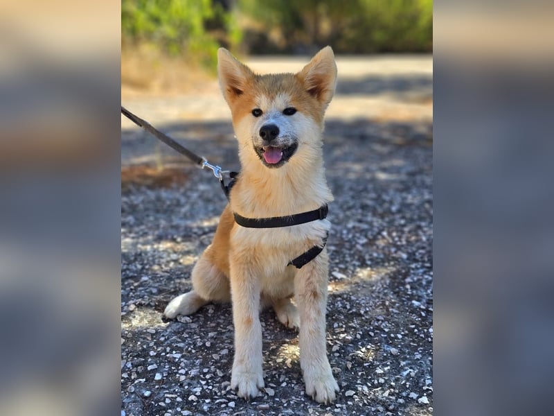 Akita Inu männlich und weiblich