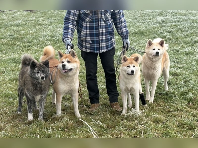 Akita Inu Welpen