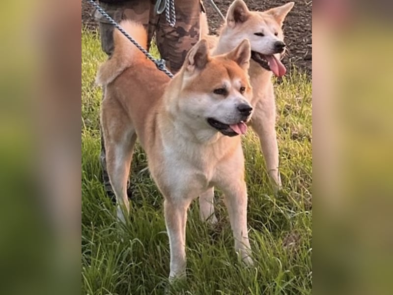 Akita Inu Welpen