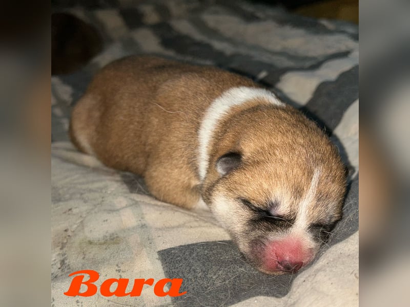 Akita Inu Welpen