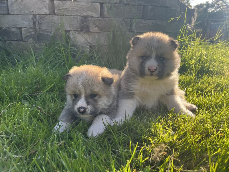 Akita Inu Welpen