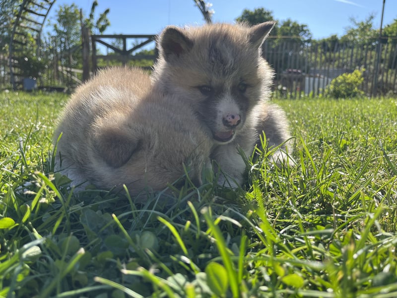 Akita Inu Welpen