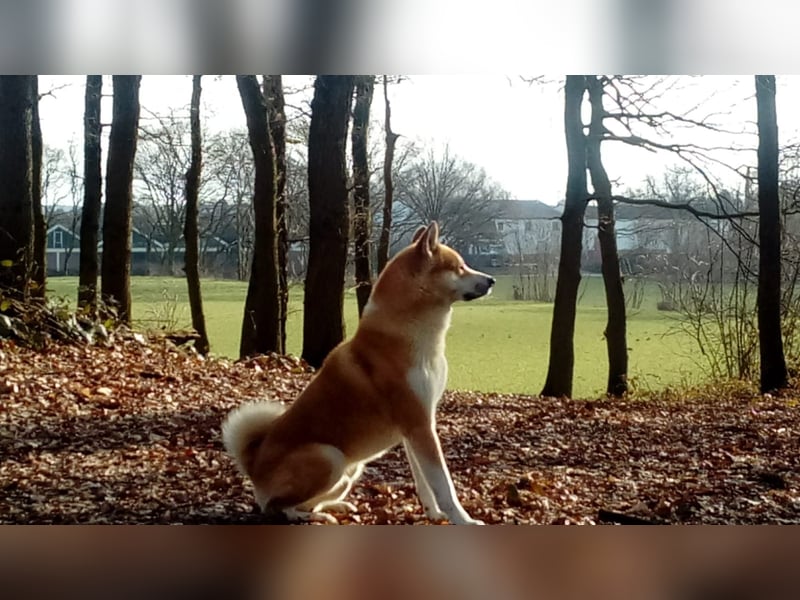 Akita Inu Welpen