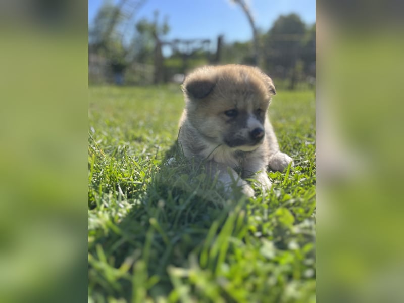 Akita Inu Welpen