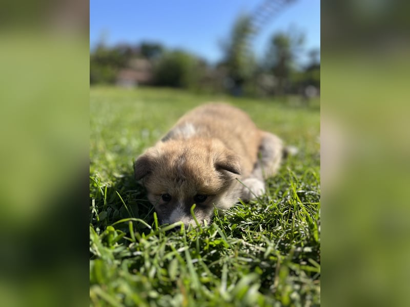 Akita Inu Welpen