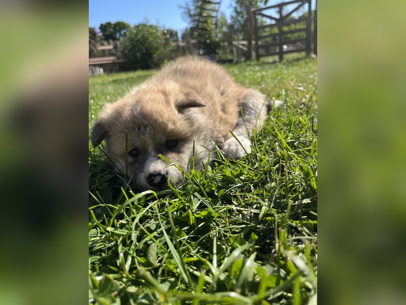 Akita Inu Welpen