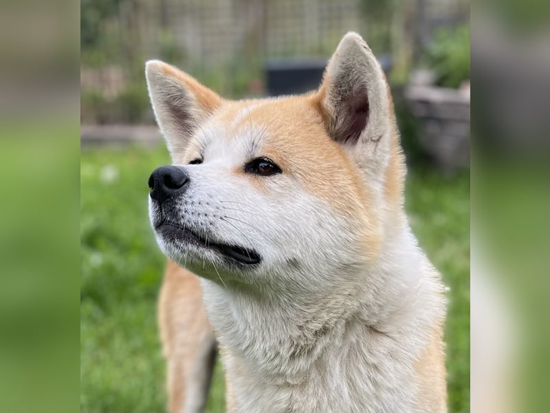 Akita Inu Welpen