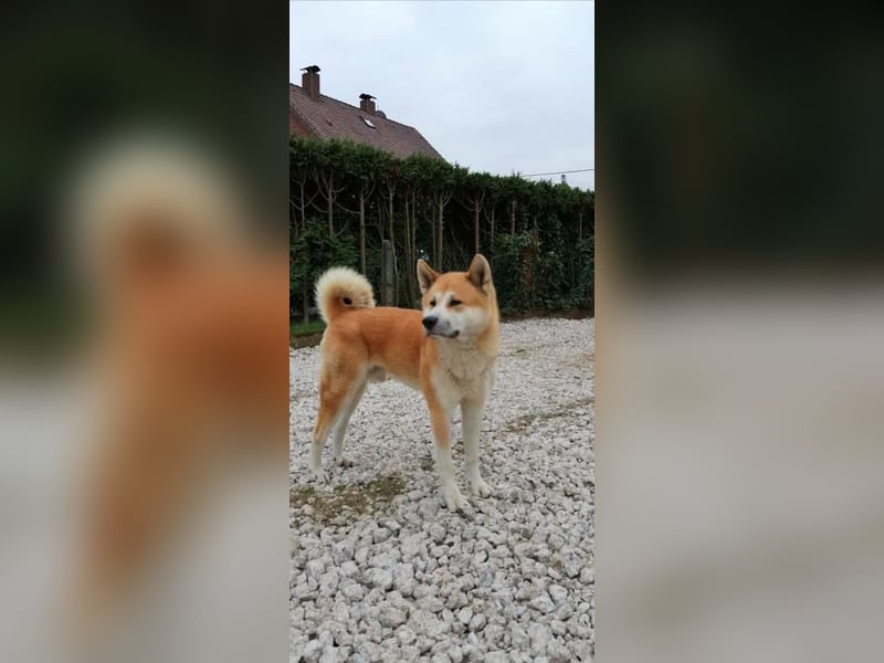 Akita Inu Welpen