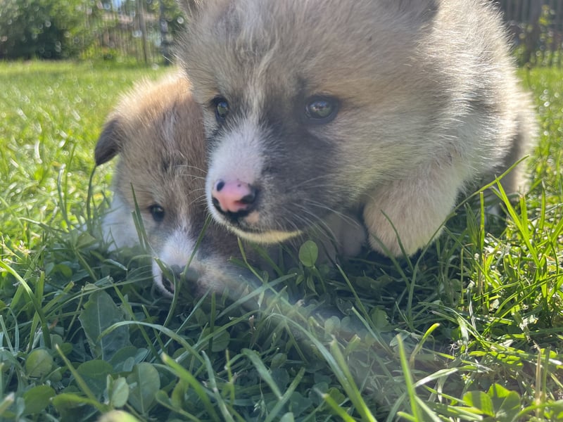 Akita Inu Welpen