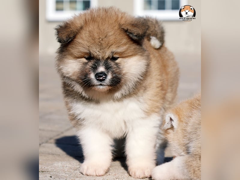 * Akita Inu - Japanische Akita langhaar Welpen, FCI registriert *