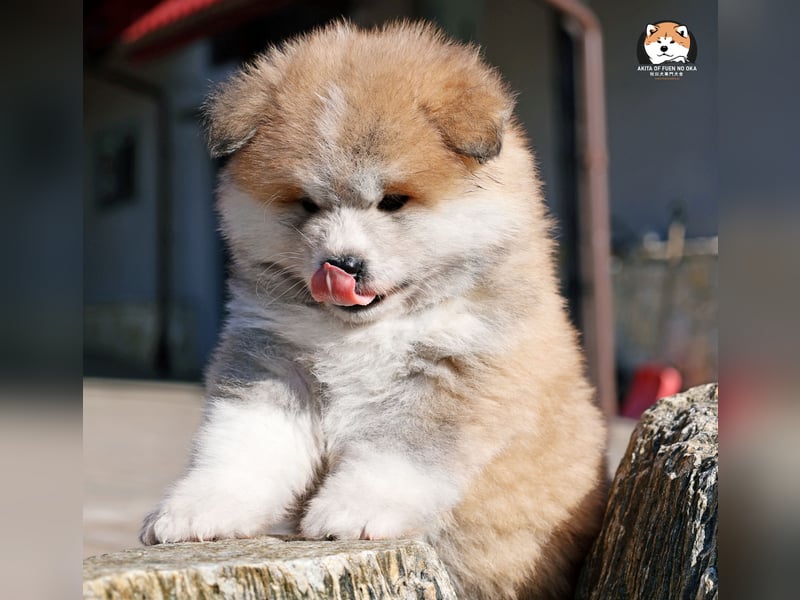 * Akita Inu - Japanische Akita langhaar Welpen, FCI registriert *
