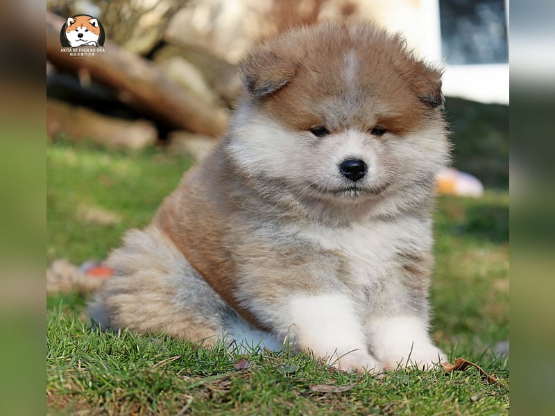 * Akita Inu - Japanische Akita langhaar Welpen, FCI registriert *